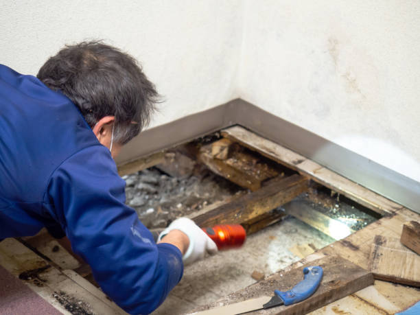 Mold Testing and Removal in Holly Springs, NC
