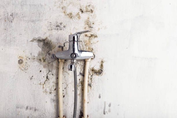 Best Mold Testing  in Holly Springs, NC
