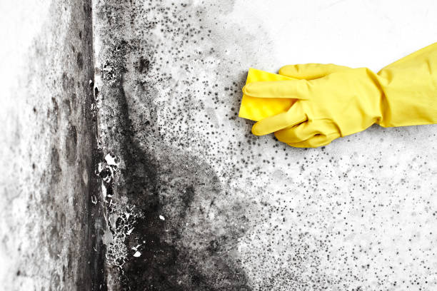 Best Fast Mold Removal  in Holly Springs, NC