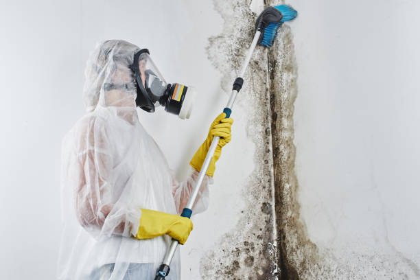 Best Mold Testing  in Holly Springs, NC