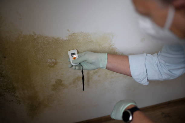 Best Mold Removal Near Me  in Holly Springs, NC