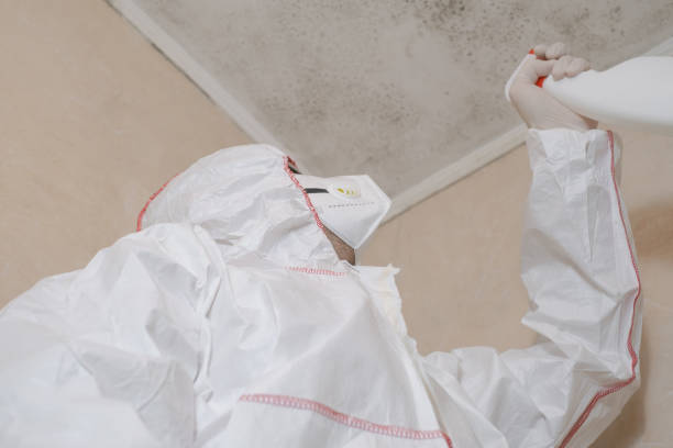 Best Mold Remediation  in Holly Springs, NC
