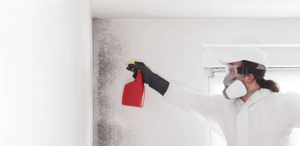 Best Affordable Mold Removal  in Holly Springs, NC