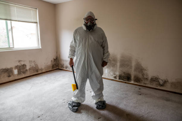 Best Mold Testing and Removal  in Holly Springs, NC