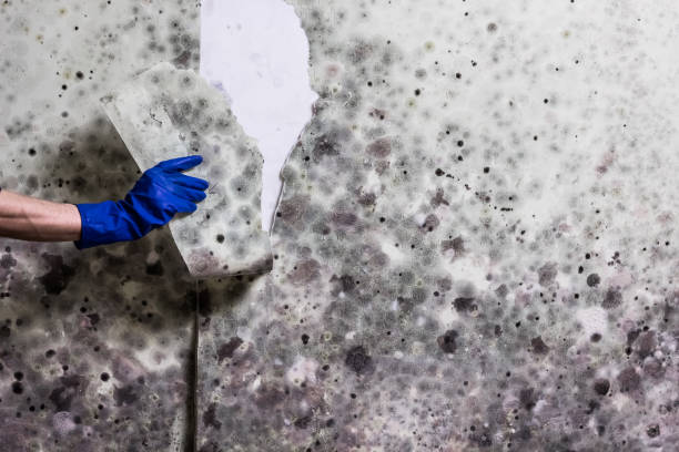 Best Black Mold Removal  in Holly Springs, NC