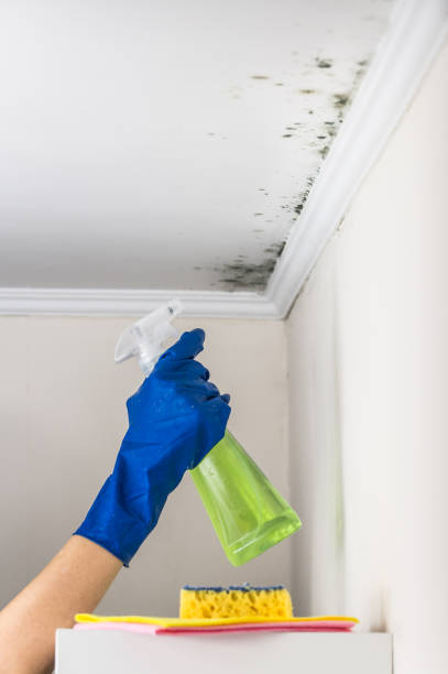 Home Mold Removal in Holly Springs, NC