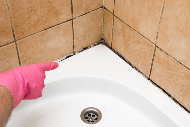 Best Mold Cleaning Services  in Holly Springs, NC